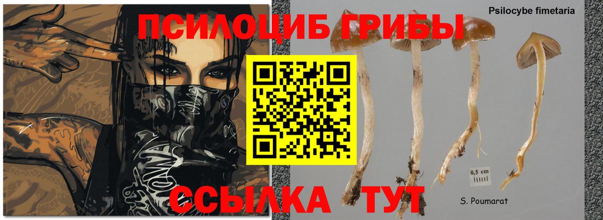 Псилоцибиновые грибы мицелий  Вход с VPN  Обнинск  купить   Псилоцибиновые грибы Psilocybine cubensis 